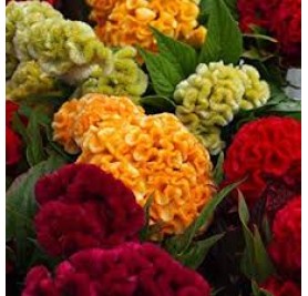 Cockscomb Mixed Flower Seeds(30-40 Seeds/Pack)